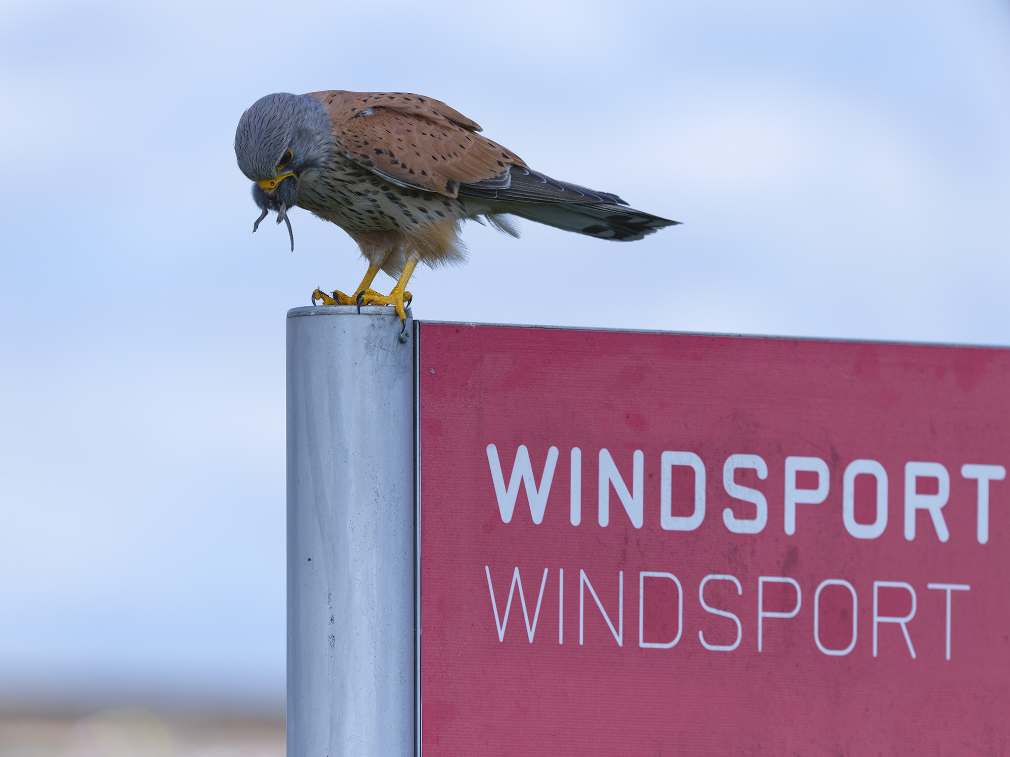Windsport macht hungrig.